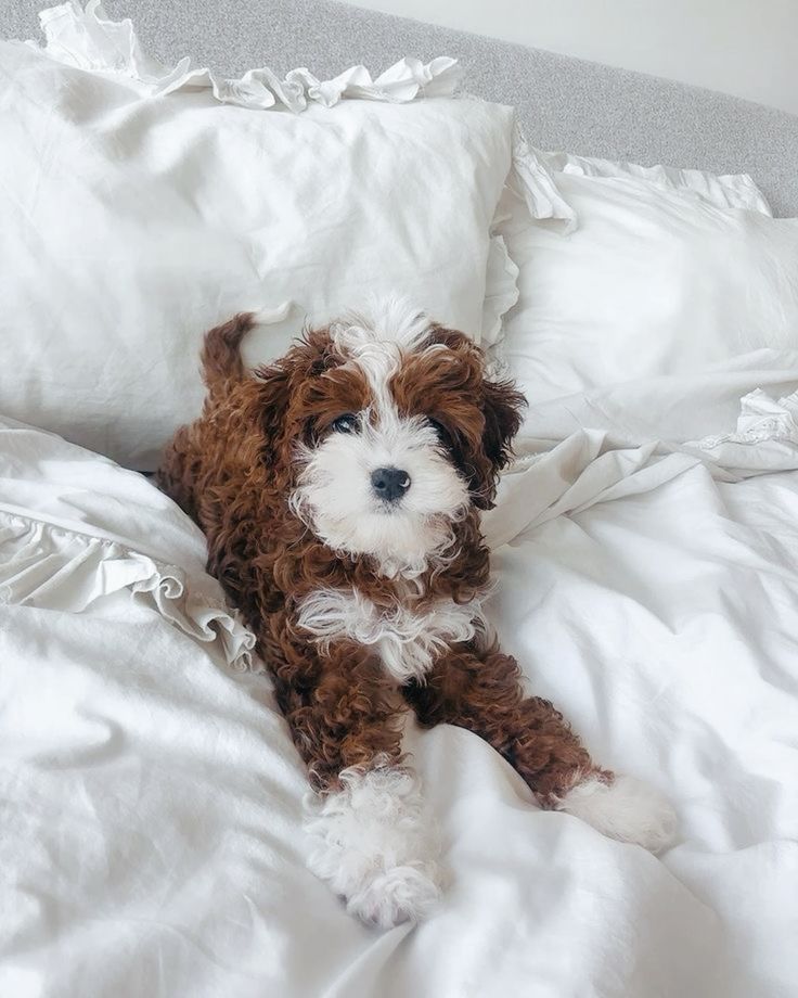 Fluffy Maltipoo For Sale at Mini Paw Club