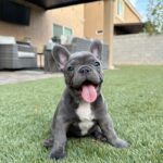 Grey French Bulldog For Sale