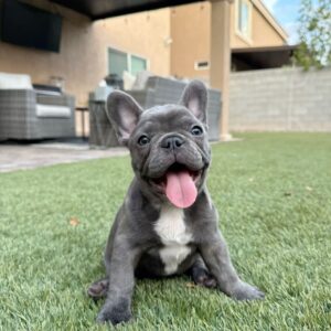 Grey French Bulldog For Sale at Mini Paw Club