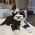 Hypoallergenic Bichon Frise For Sale