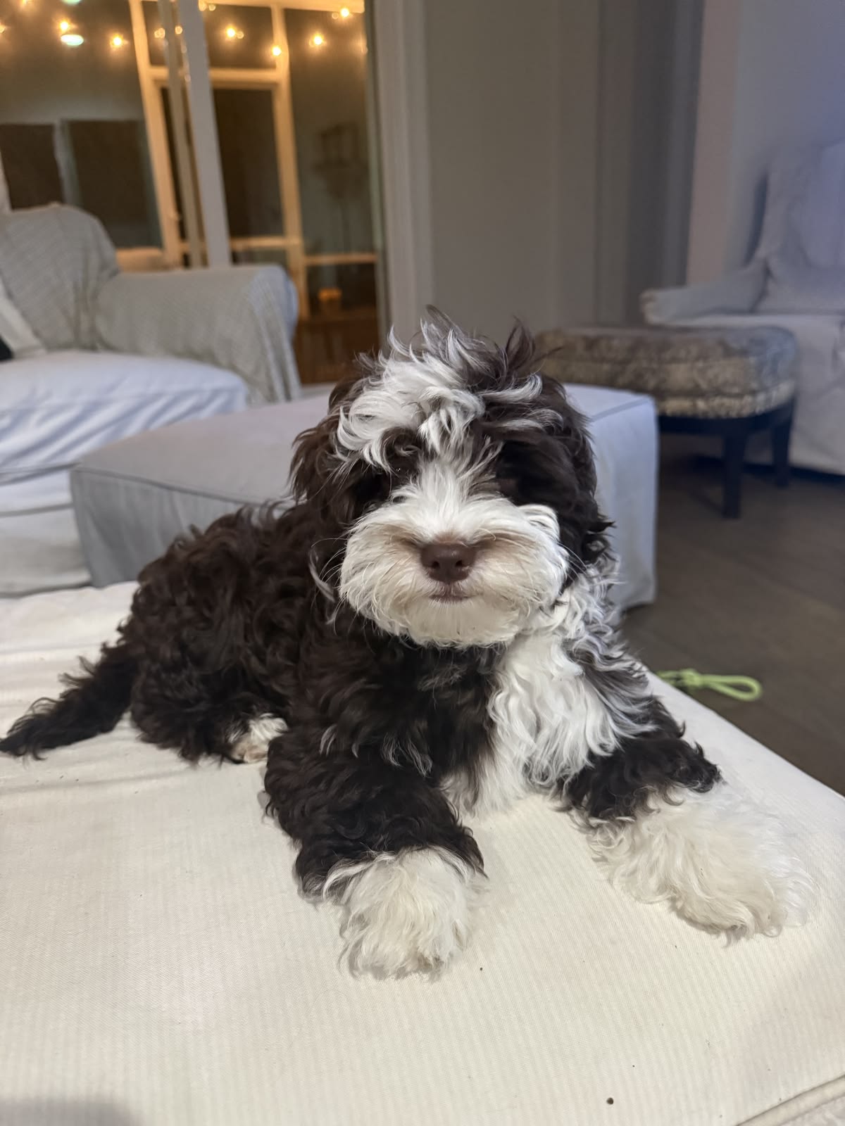 Hypoallergenic Bichon Frise For Sale at Mini Paw Club