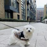 Hypoallergenic Maltese For Sale