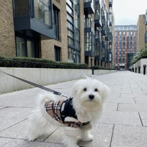Hypoallergenic Maltese For Sale at Mini Paw Club