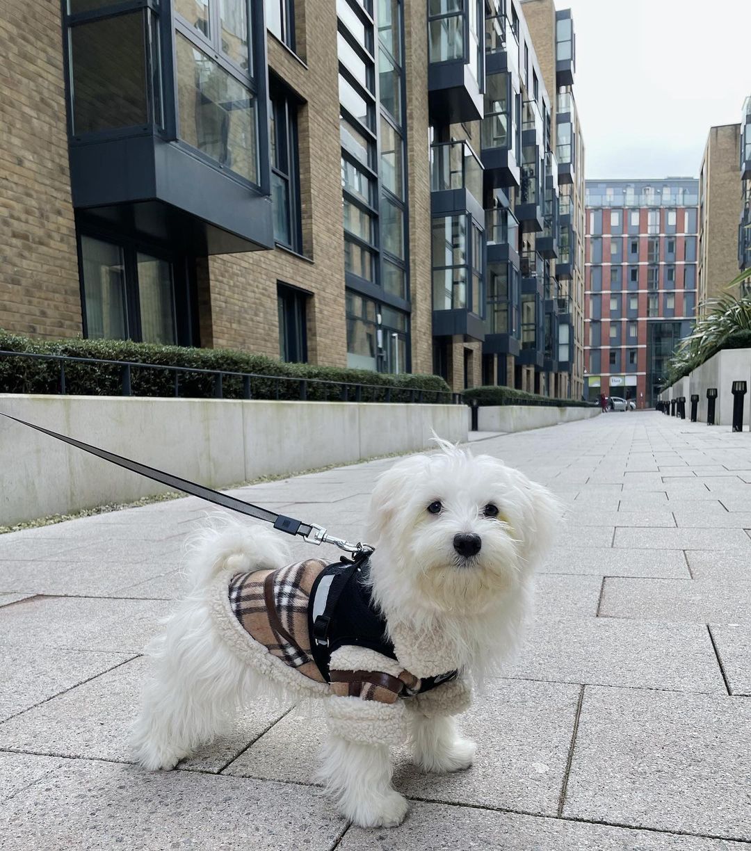 Hypoallergenic Maltese For Sale at Mini Paw Club
