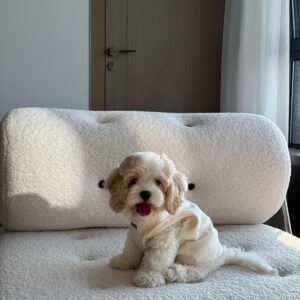 Hypoallergenic Maltipoo For Sale