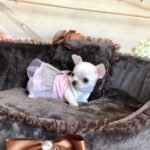 Long Hair Chihuahua For Sale