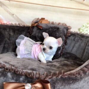 Long Hair Chihuahua For Sale at Mini Paw Club