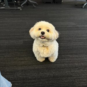 Maltese Puppy Near Me at Mini Paw Club