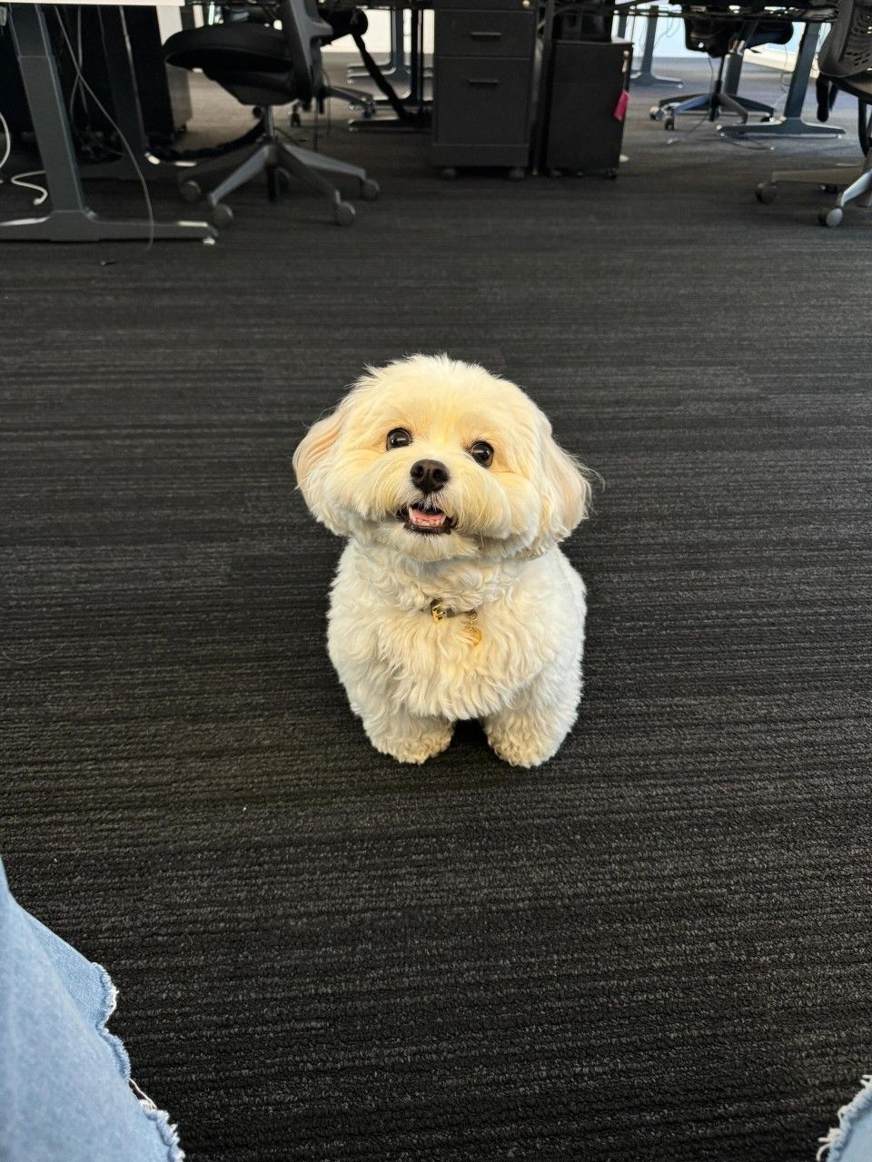 Maltese Puppy Near Me at Mini Paw Club