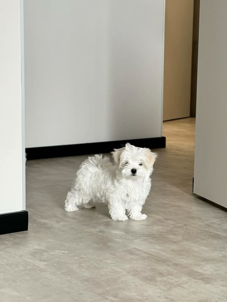 Maltipoo Puppy Near Me at Mini Paw Club