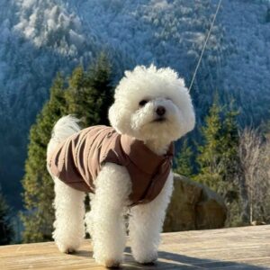 Micro Bichon Frise For Sale at Mini Paw Club