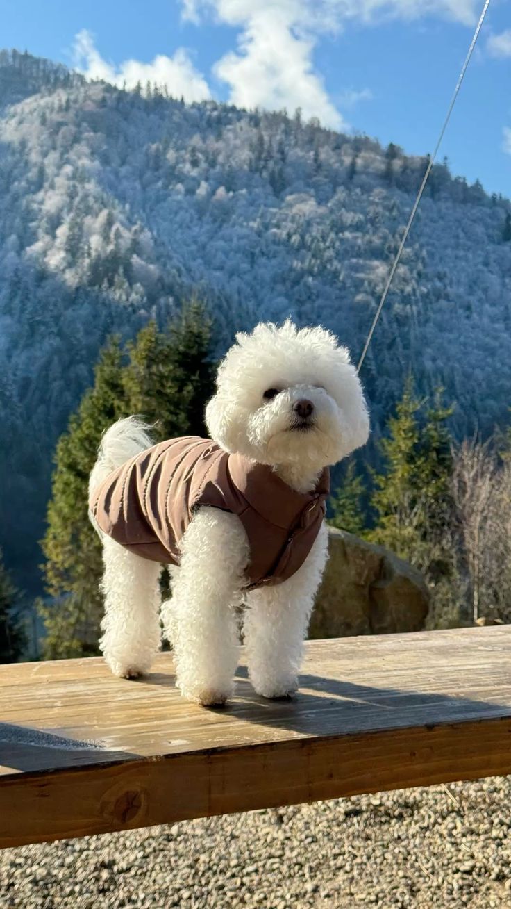 Micro Bichon Frise For Sale at Mini Paw Club