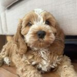Micro Cavapoo For Sale