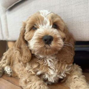 Micro Cavapoo For Sale at Mini Paw Club