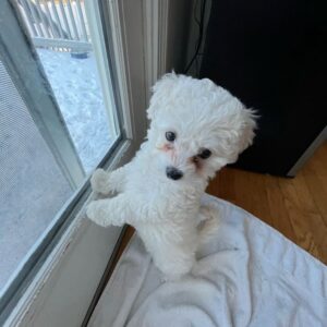 Micro Maltese For Sale at Mini Paw Club