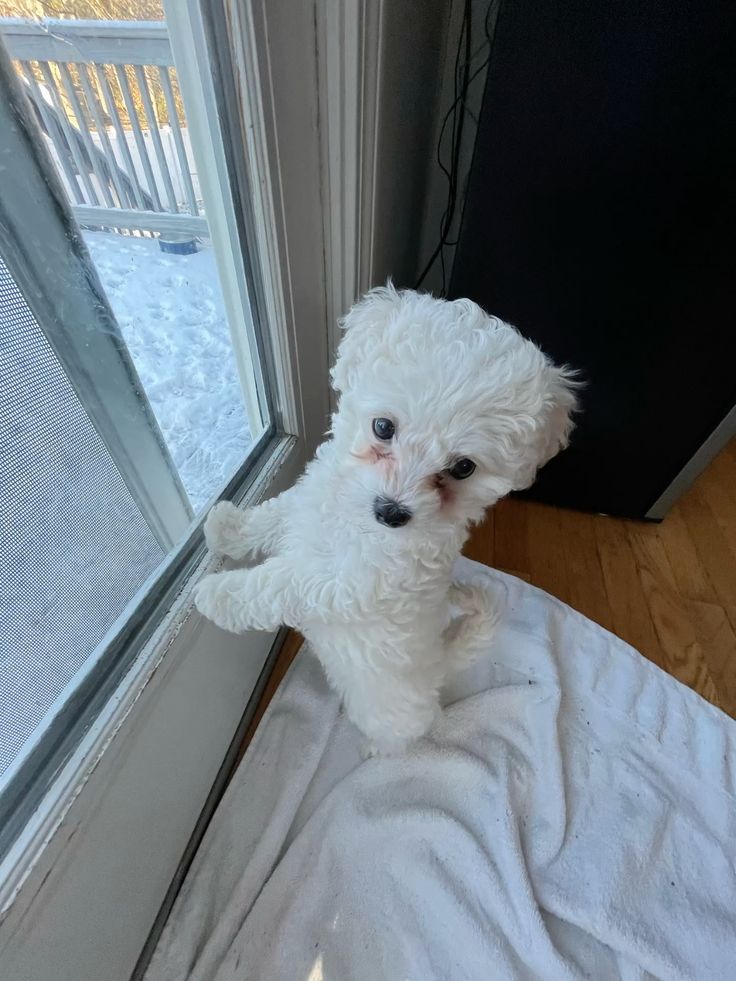 Micro Maltese For Sale at Mini Paw Club
