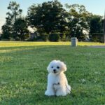 Mini Maltese For Sale