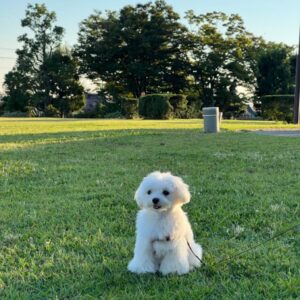 Mini Maltese For Sale at Mini Paw Club