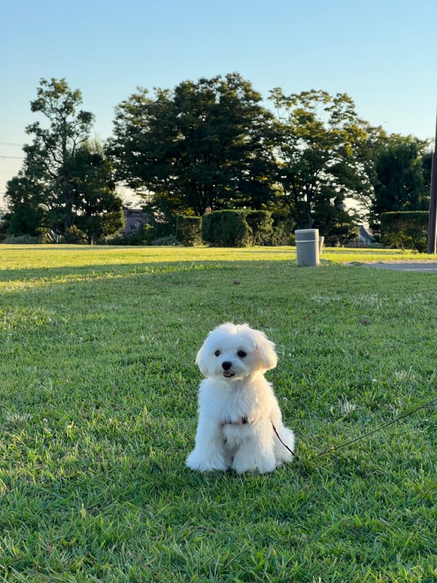 Mini Maltese For Sale at Mini Paw Club