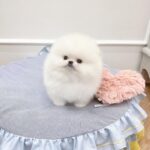 Mini Pomeranian For Sale