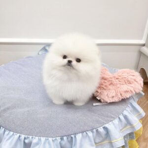 Mini Pomeranian For Sale at Mini Paw Club