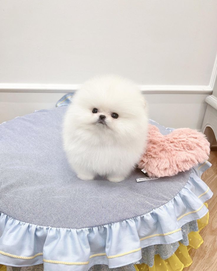 Mini Pomeranian For Sale at Mini Paw Club