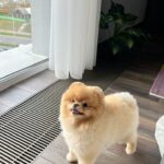 Orange Pomeranian For Sale