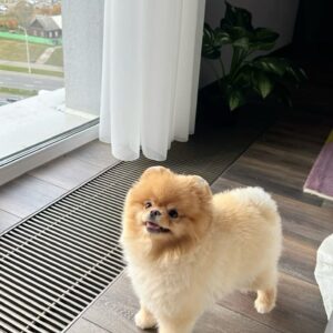 Orange Pomeranian For Sale at Mini Paw Club