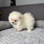 Pomeranian Puppy For Sale