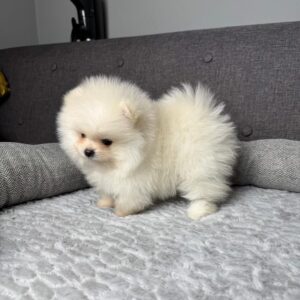 Pomeranian Puppy For Sale at Mini Paw Club