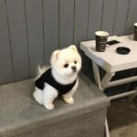 Pomeranian Puppy Near Me