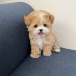 Poodle Puppy For Sale