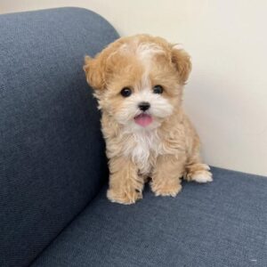 Poodle Puppy For Sale at Mini Paw Club