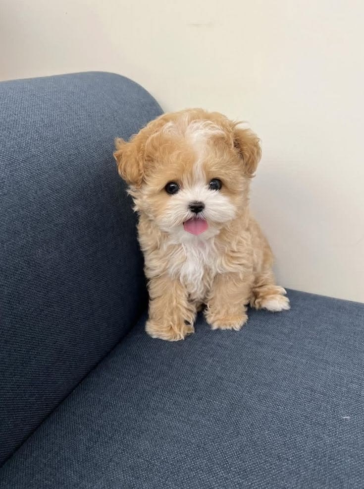Poodle Puppy For Sale at Mini Paw Club