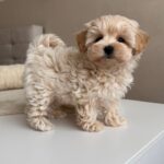 Poodle Puppy Near Me