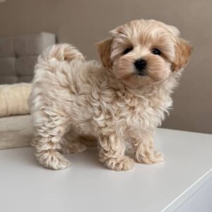 Poodle Puppy Near Me at Mini Paw Club