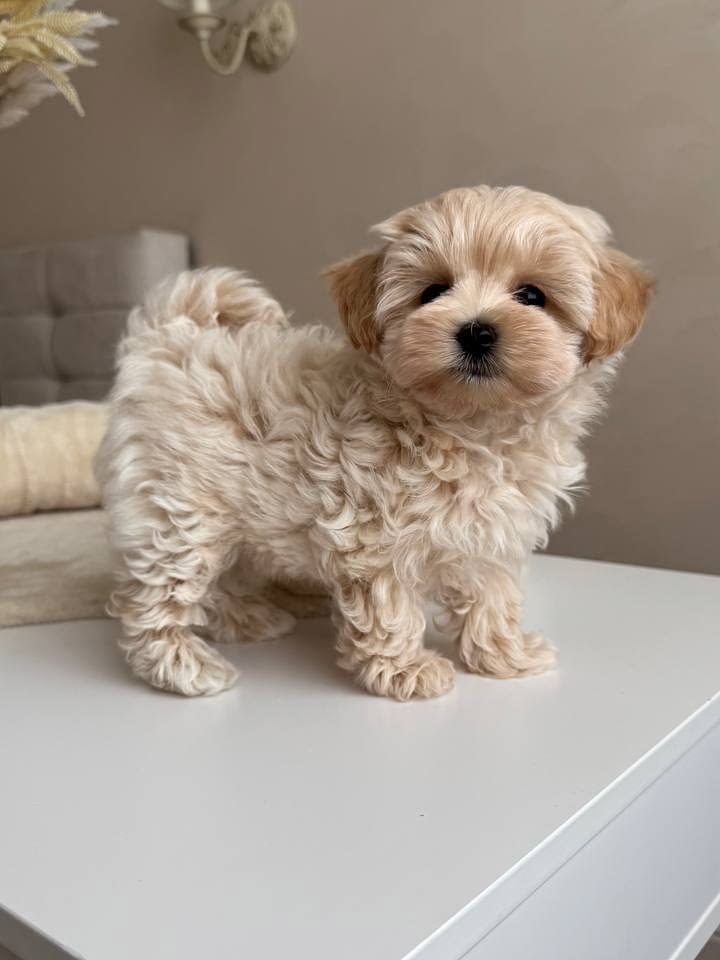 Poodle Puppy Near Me at Mini Paw Club