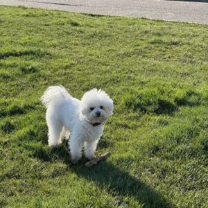Purebred Bichon Frise For Sale at Mini Paw Club