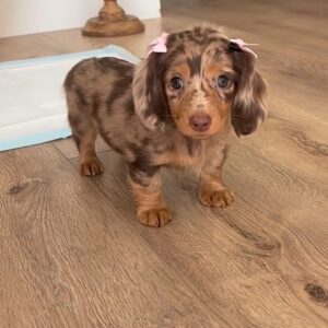 Red Dachshund For Sale at Mini Paw Club