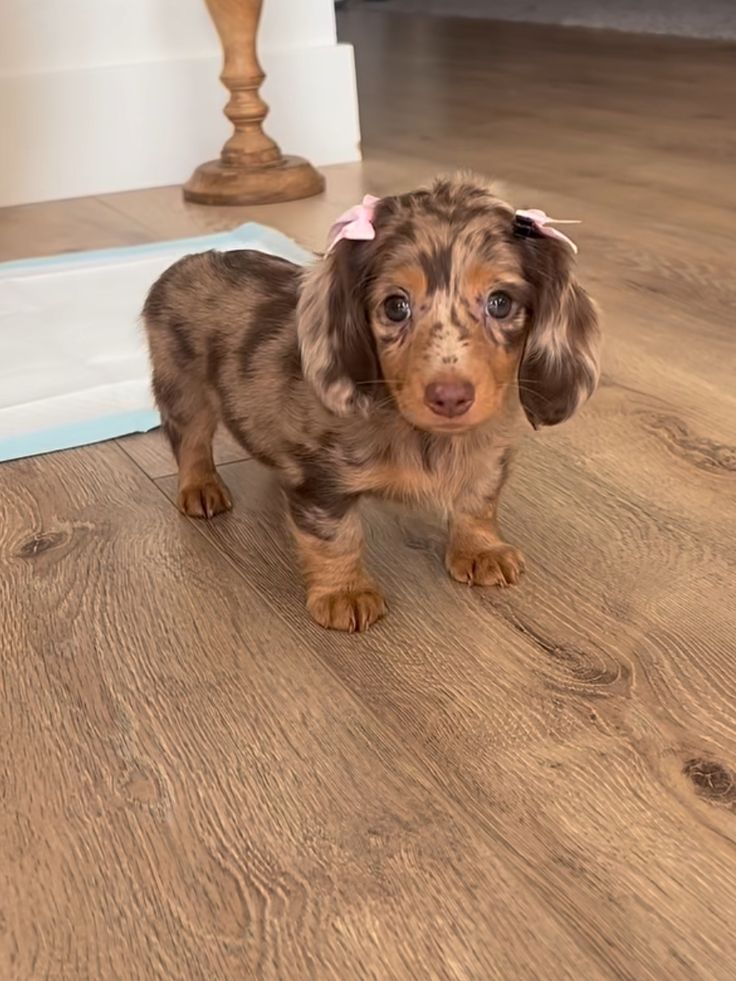 Red Dachshund For Sale at Mini Paw Club