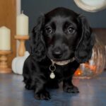 Dachshund Puppy Near Me