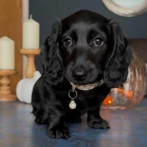 Dachshund Puppy Near Me at Mini Paw Club