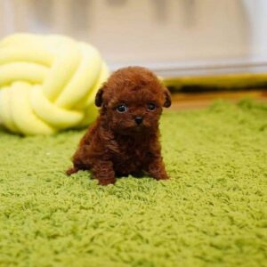 Red Poodle For Sale at Mini Paw Club