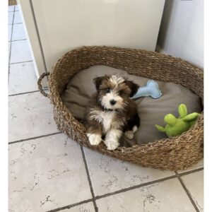 Small Bichon Frise For Sale at Mini Paw Club