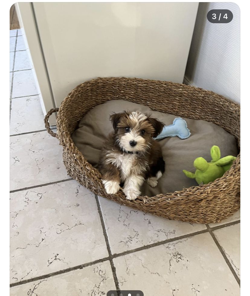 Small Bichon Frise For Sale at Mini Paw Club