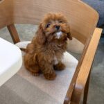 Small Cavapoo For Sale