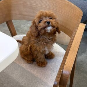 Small Cavapoo For Sale at Mini Paw Club