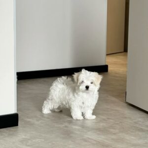 Small Maltese For Sale at Mini Paw Club