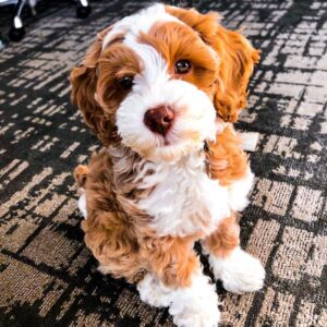 Small Maltipoo For Sale at Mini Paw Club