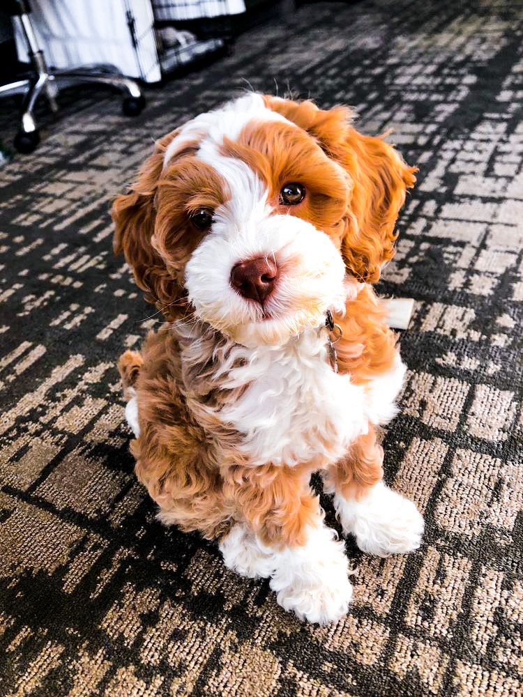 Small Maltipoo For Sale at Mini Paw Club
